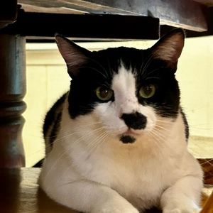 Meet your Posher, Patrick